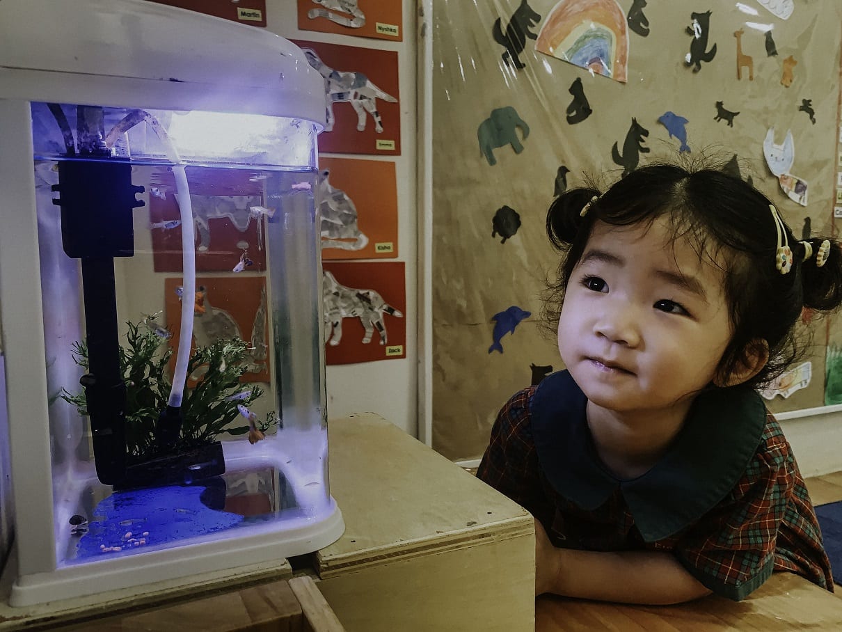 Student at EtonHouse Newton observing the fish in an aquarium